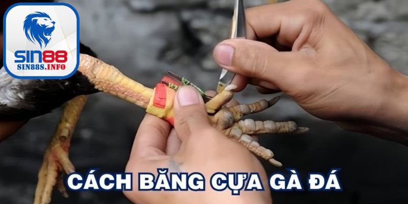 Cách băng cựa gà tre lai