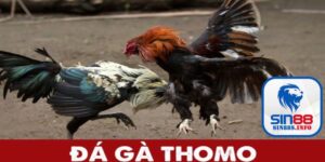 Đá gà Thomo là gì?