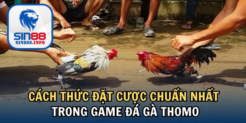 Quy trình diễn ra trận đấu